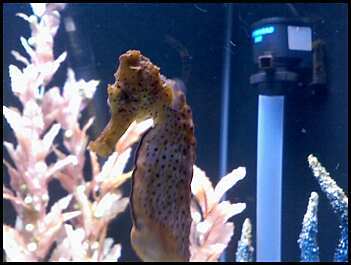 Name:  seahorse.jpg
Views: 14
Size:  14.0 KB