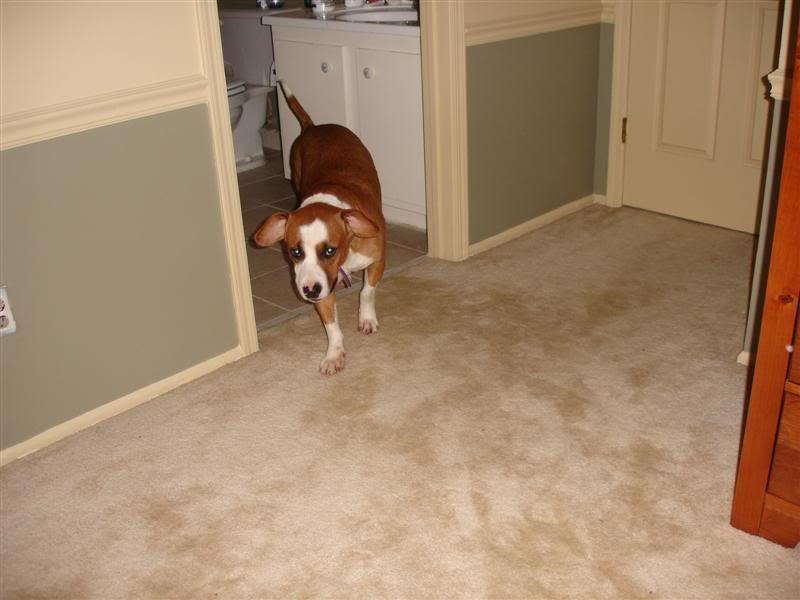 Name:  DSC02699Medium.jpg
Views: 169
Size:  43.8 KB