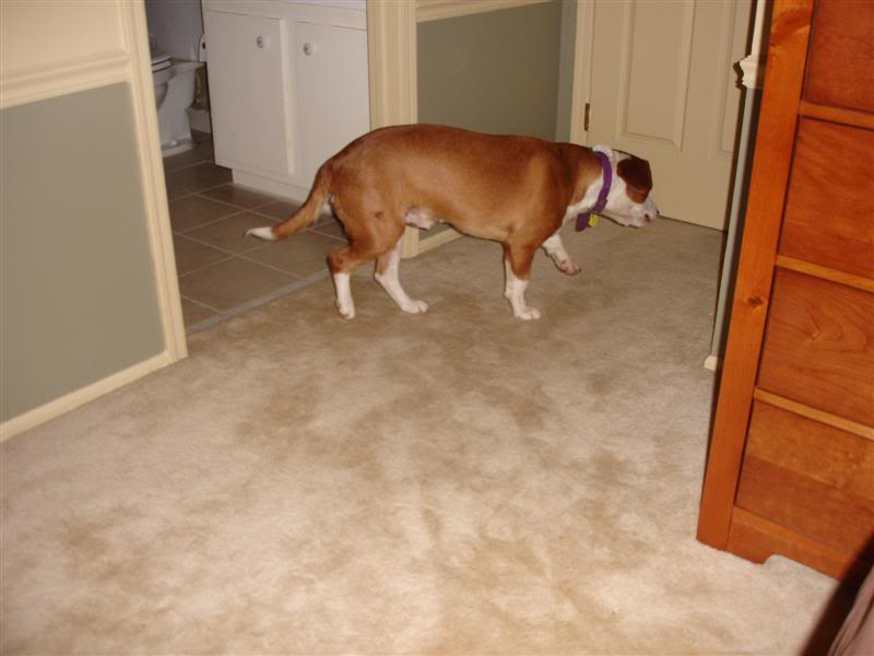 Name:  DSC02698Medium.jpg
Views: 190
Size:  40.5 KB