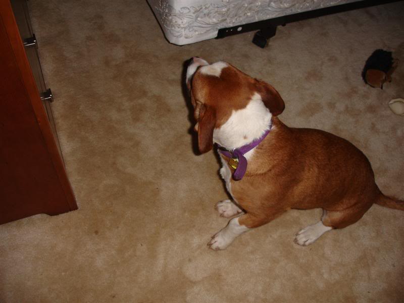 Name:  DSC02695Medium.jpg
Views: 172
Size:  45.2 KB