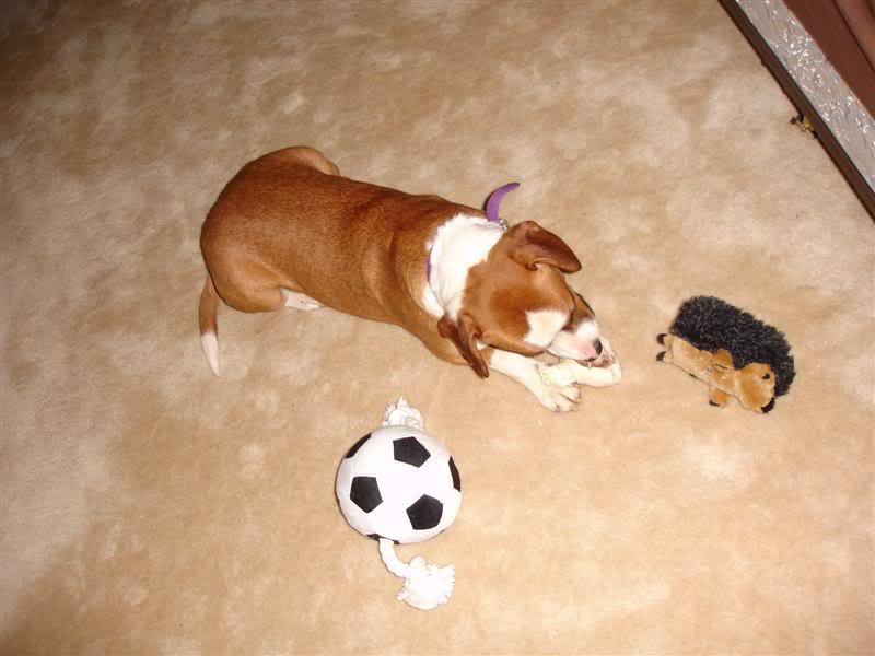 Name:  DSC02694Medium.jpg
Views: 167
Size:  56.7 KB