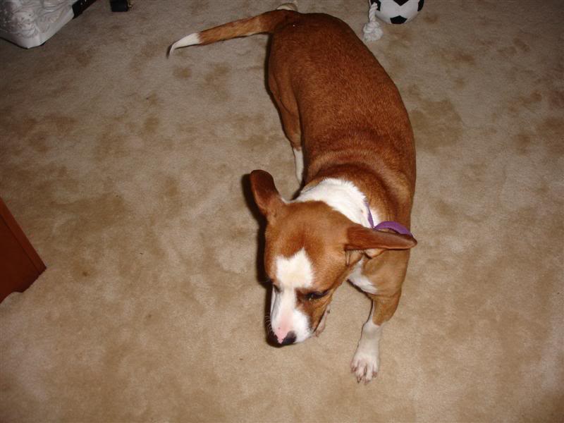 Name:  DSC02692Medium.jpg
Views: 207
Size:  53.4 KB