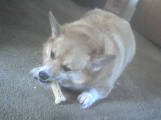 Name:  georgebone2.jpg
Views: 1432
Size:  19.4 KB