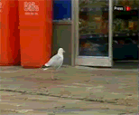 Name:  seagull.gif
Views: 86
Size:  838.2 KB