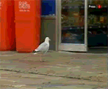 Name:  seagull.gif
Views: 106
Size:  838.2 KB